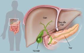 Các xét nghiệm về chức năng gan