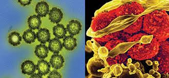 SỰ KHÁC NHAU GIỮA VIRUS – VI KHUẨN – VI TRÙNG